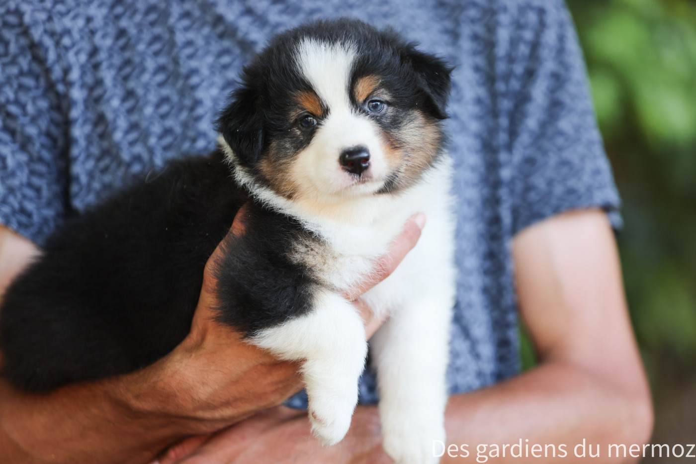 Des Gardiens Du Mermoz - Chiots disponibles - Berger Australien
