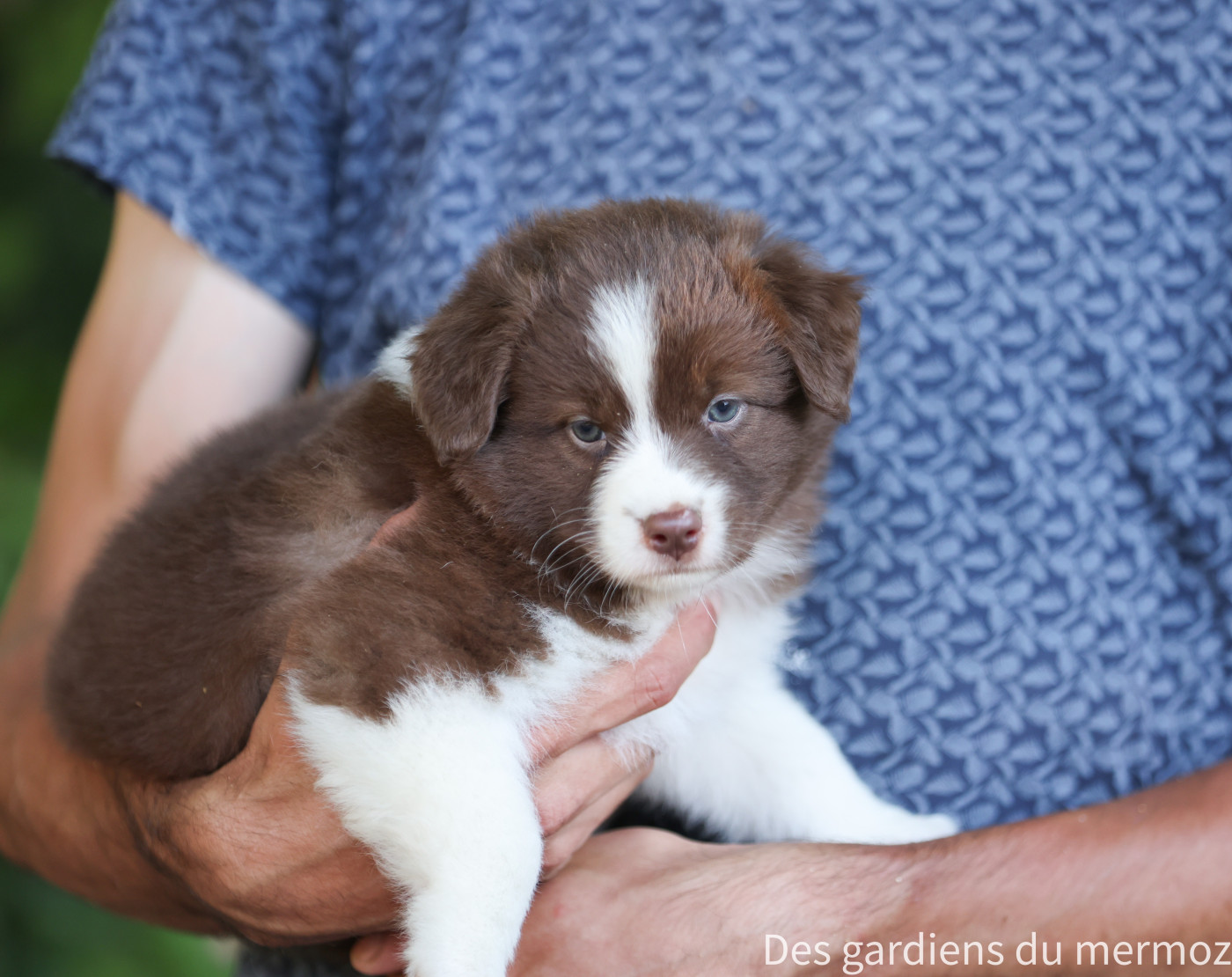 Des Gardiens Du Mermoz - Chiots disponibles - Berger Australien