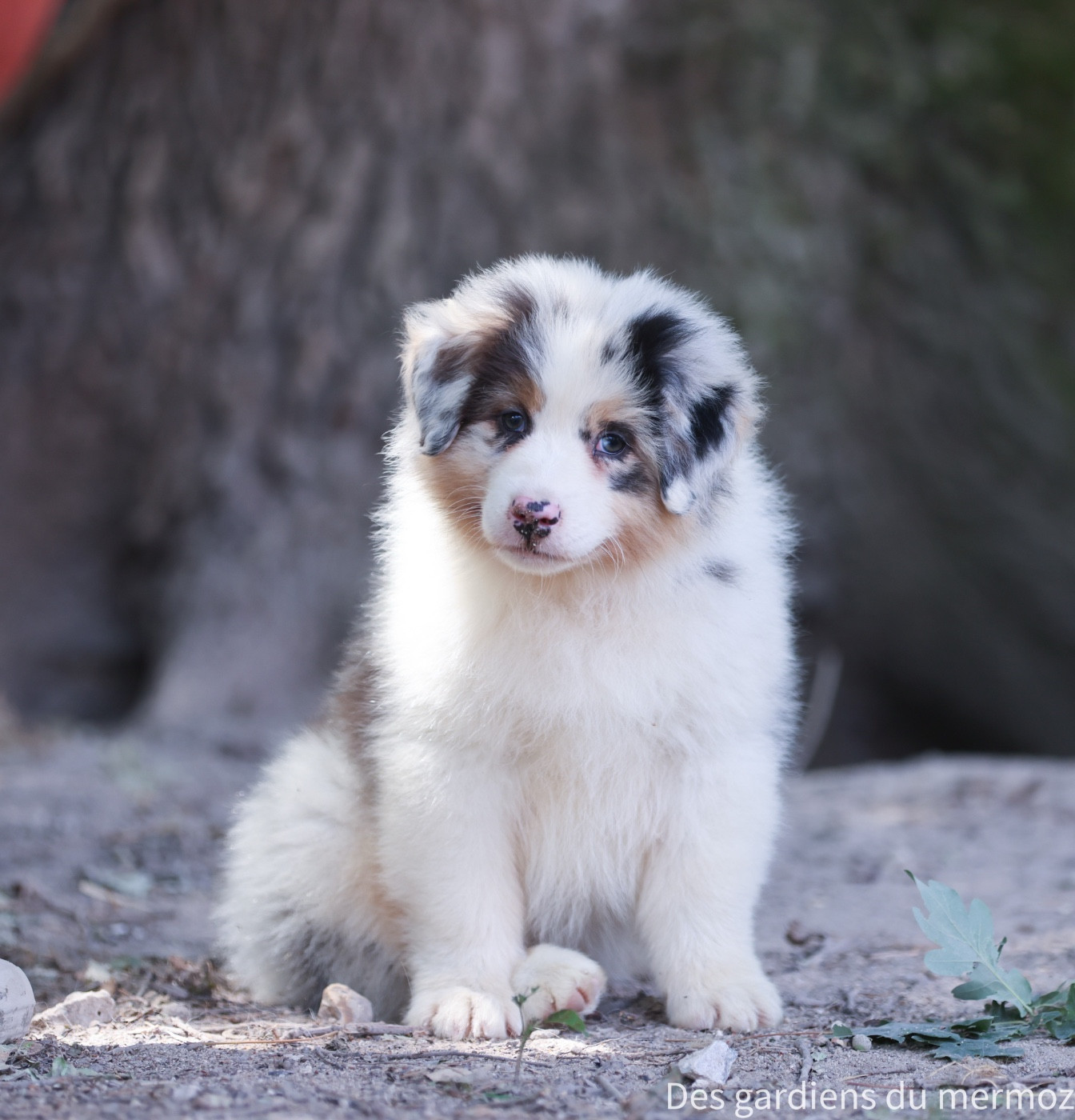 Des Gardiens Du Mermoz - Chiots disponibles - Berger Australien