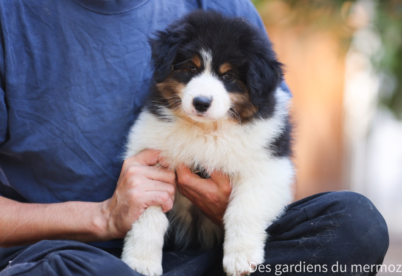 Des Gardiens Du Mermoz - Chiots disponibles - Berger Australien