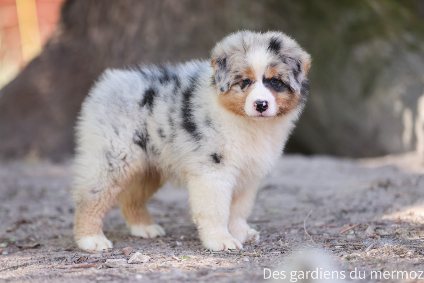Des Gardiens Du Mermoz - Chiots disponibles - Berger Australien