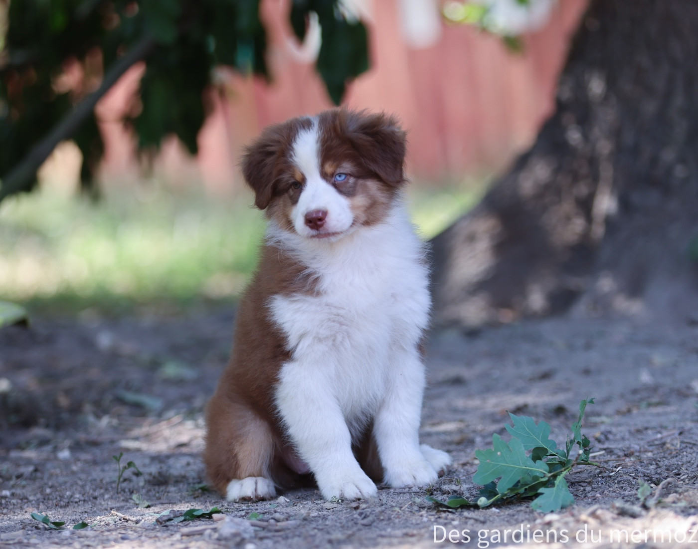 Des Gardiens Du Mermoz - Chiots disponibles - Berger Australien