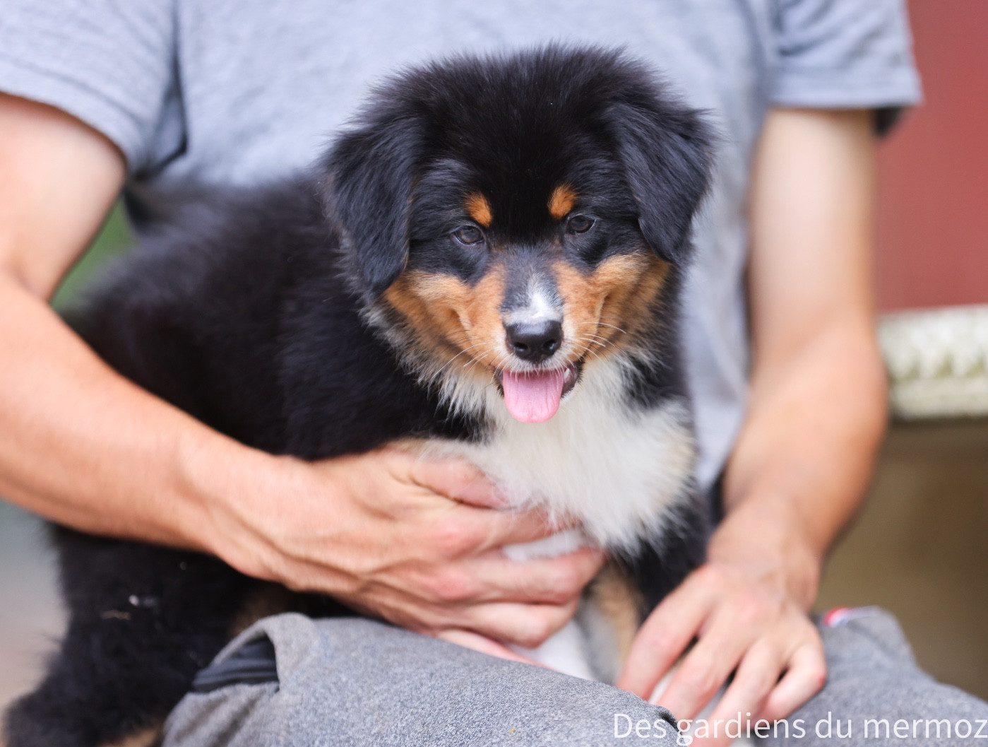 Des Gardiens Du Mermoz - Chiots disponibles - Berger Australien