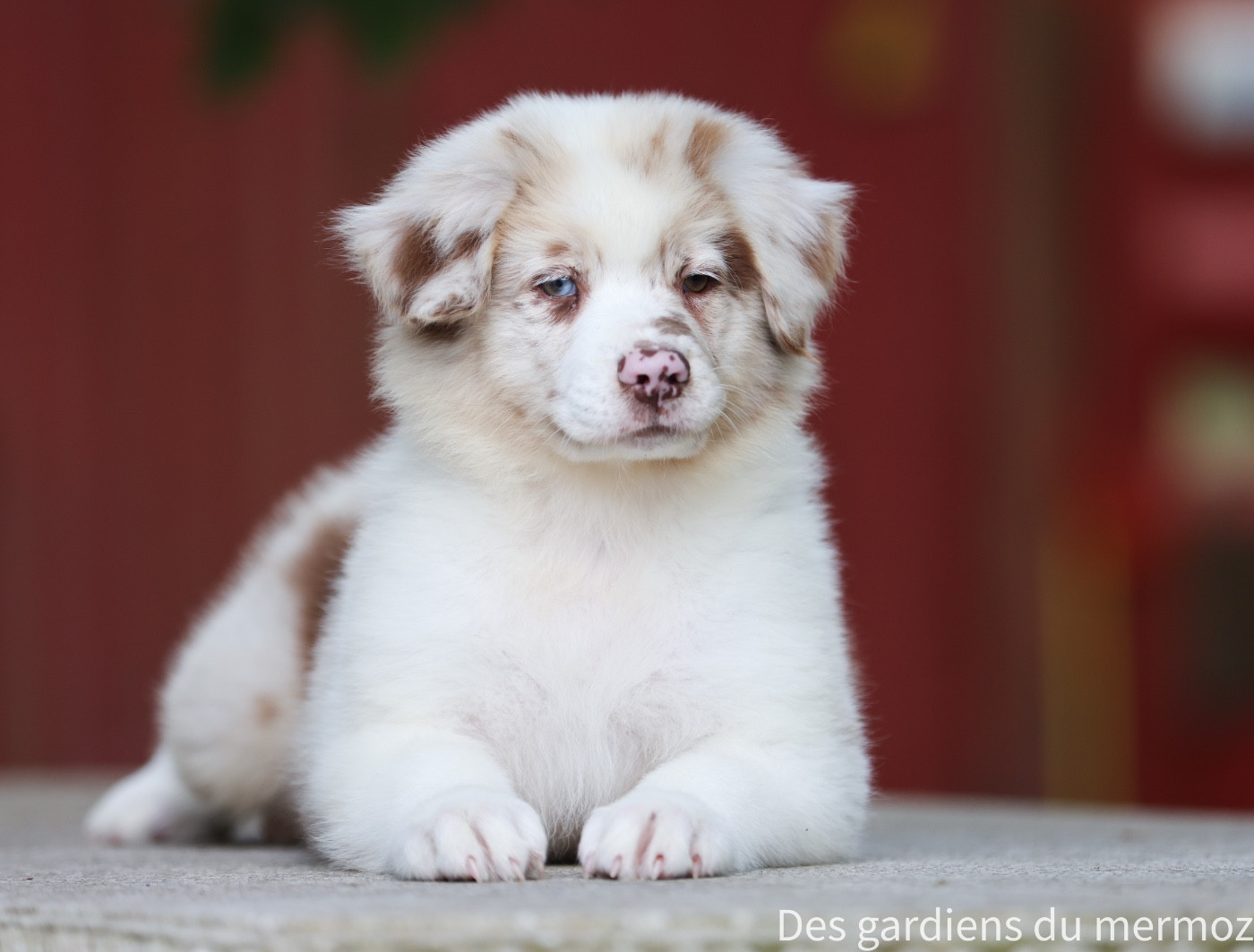 Des Gardiens Du Mermoz - Chiots disponibles - Berger Australien