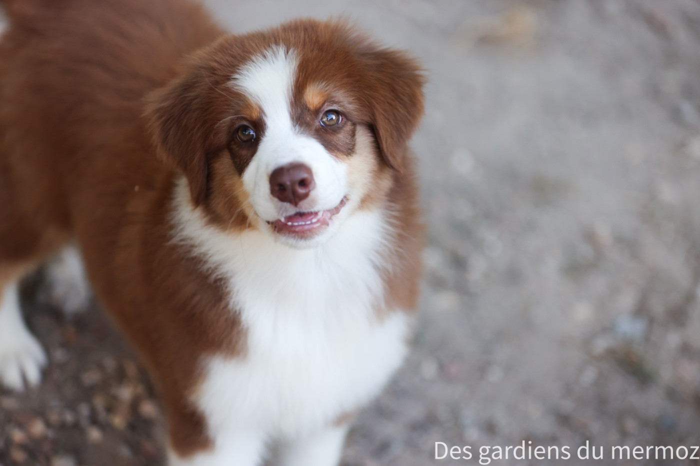 Des Gardiens Du Mermoz - Chiots disponibles - Berger Australien