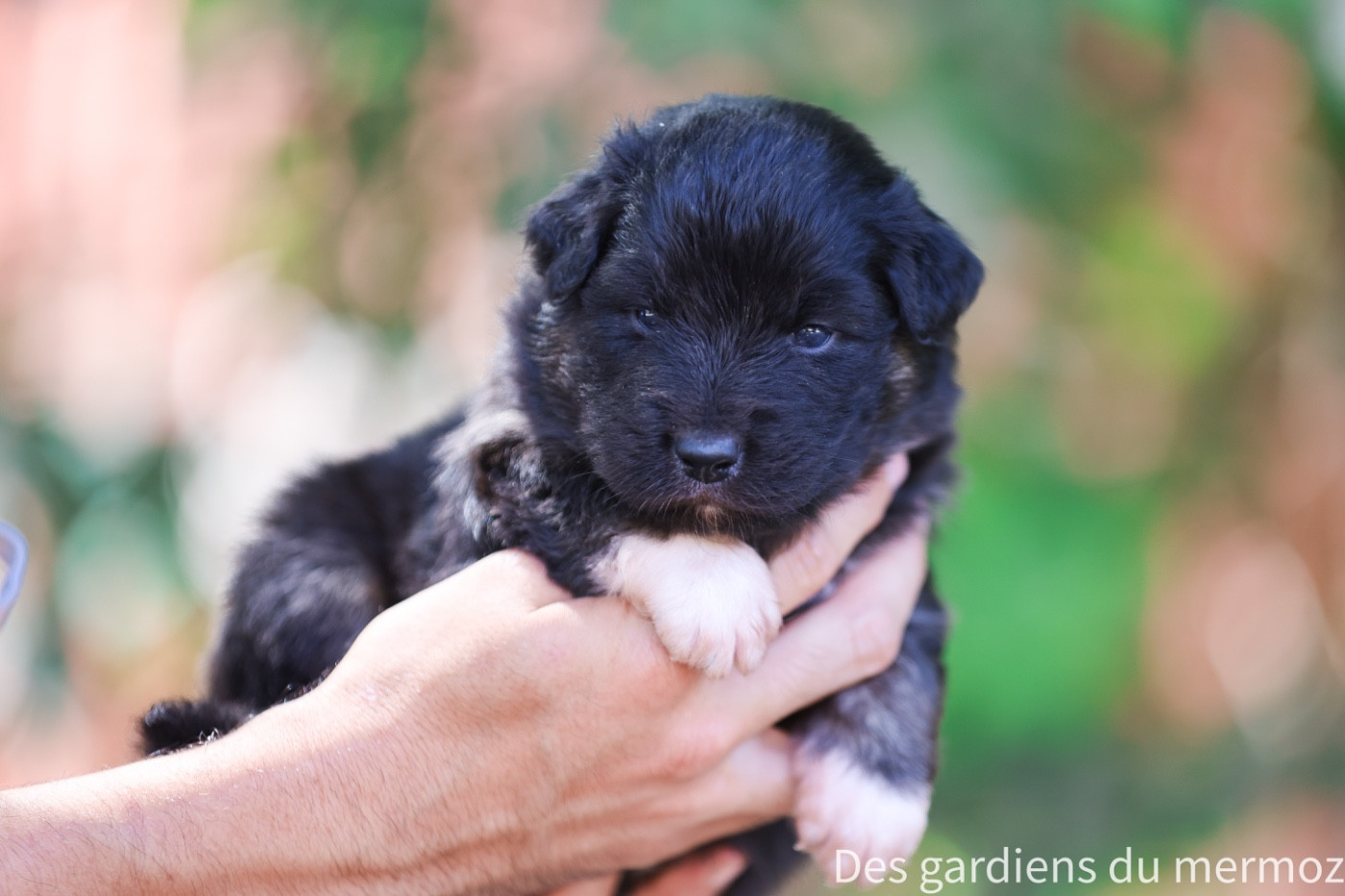 Des Gardiens Du Mermoz - Chiots disponibles - Berger Australien