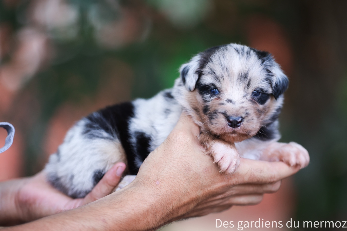 Des Gardiens Du Mermoz - Chiots disponibles - Berger Australien