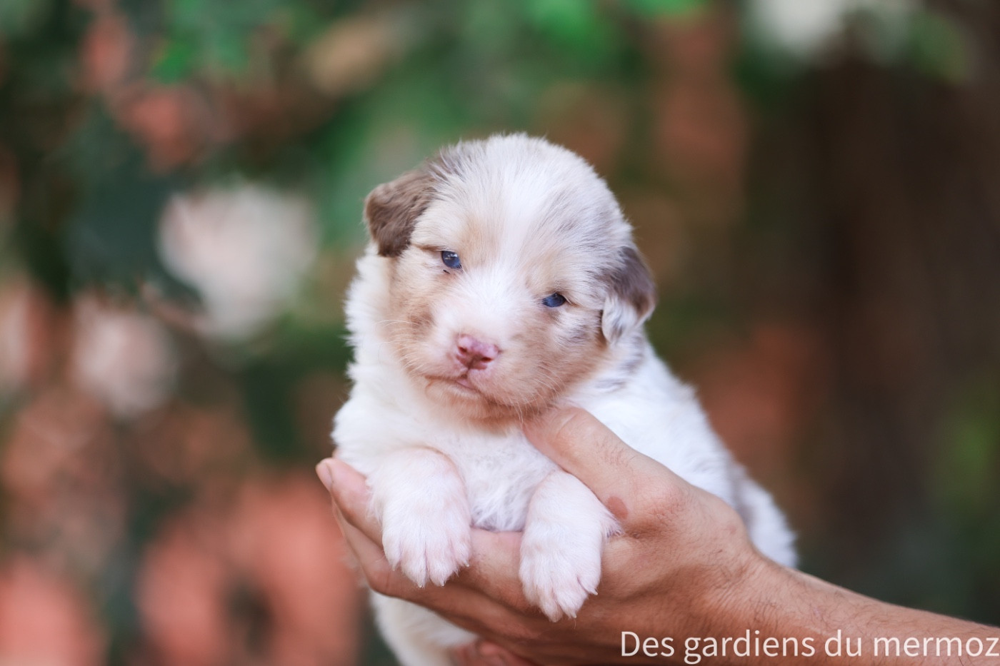 Des Gardiens Du Mermoz - Chiots disponibles - Berger Australien