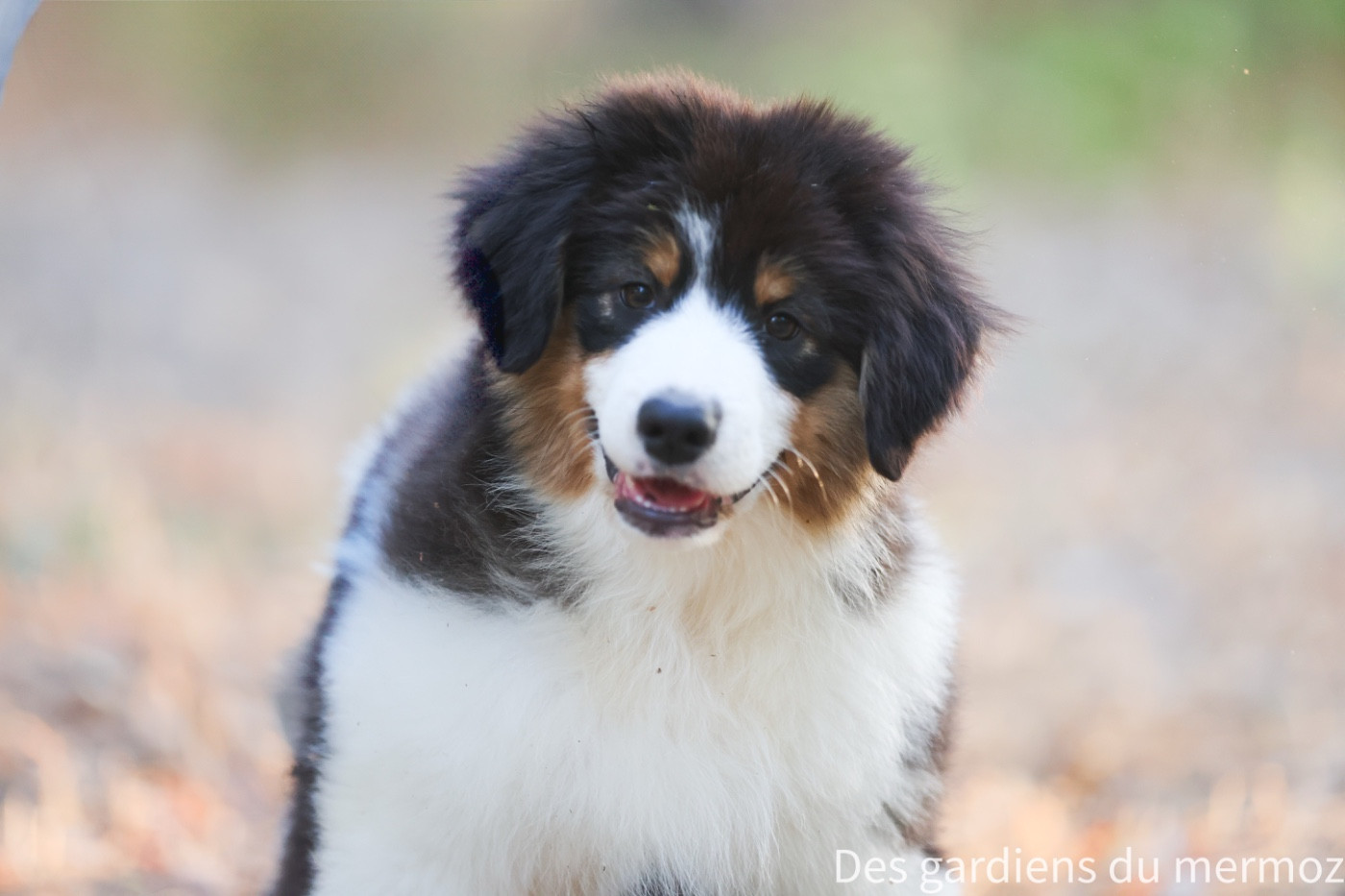 Des Gardiens Du Mermoz - Chiots disponibles - Berger Australien