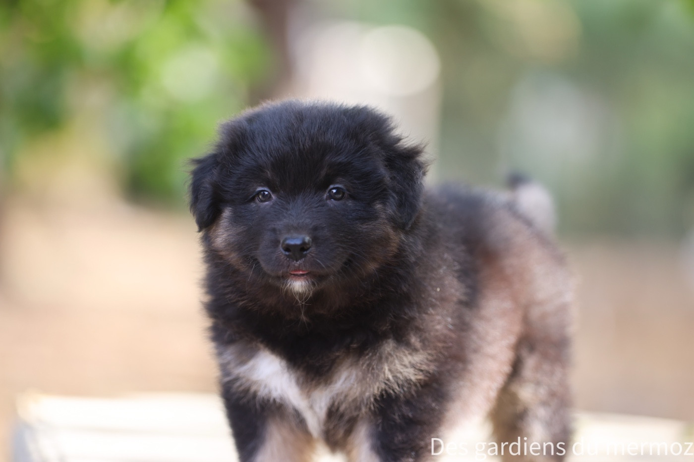 Des Gardiens Du Mermoz - Chiots disponibles - Berger Australien