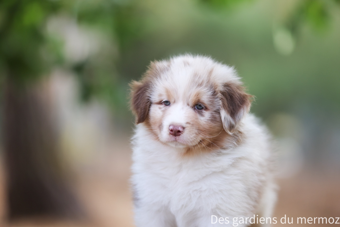Des Gardiens Du Mermoz - Chiots disponibles - Berger Australien