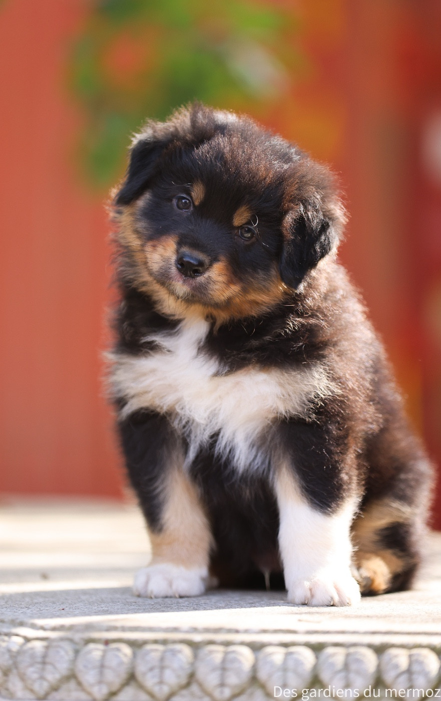 Des Gardiens Du Mermoz - Chiots disponibles - Berger Australien