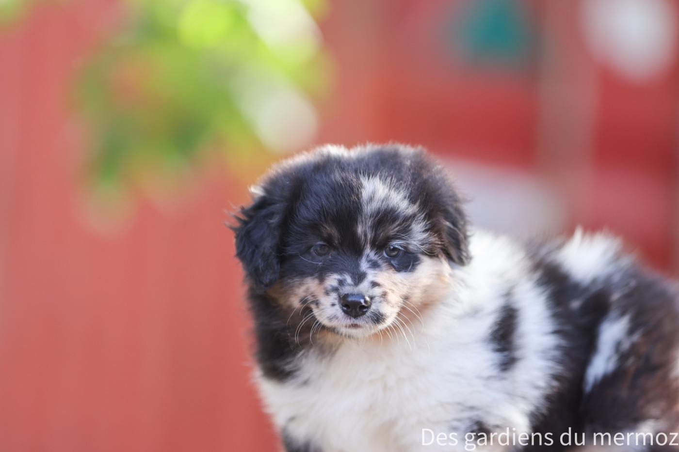 Des Gardiens Du Mermoz - Chiots disponibles - Berger Australien