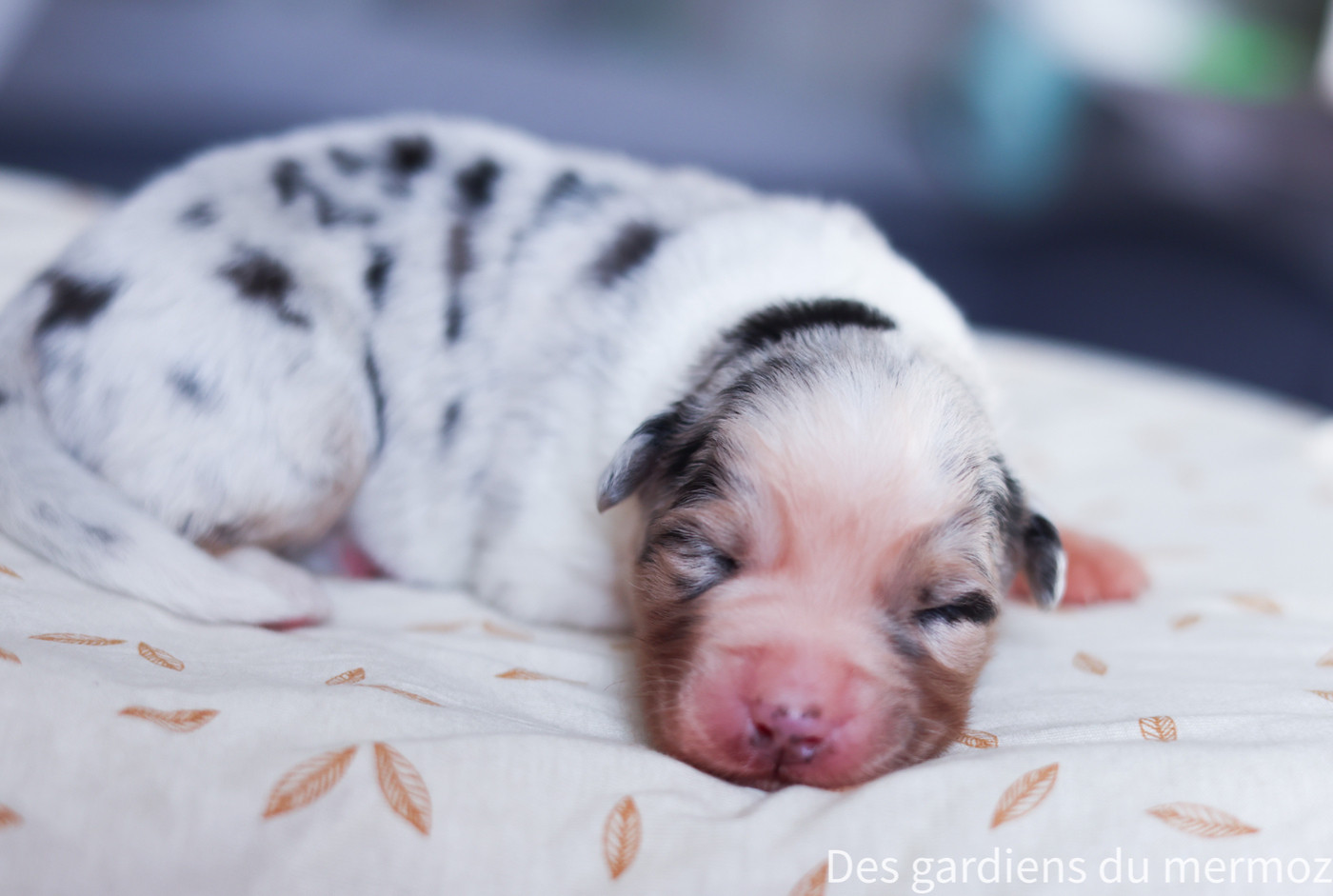 Des Gardiens Du Mermoz - Chiots disponibles - Berger Australien