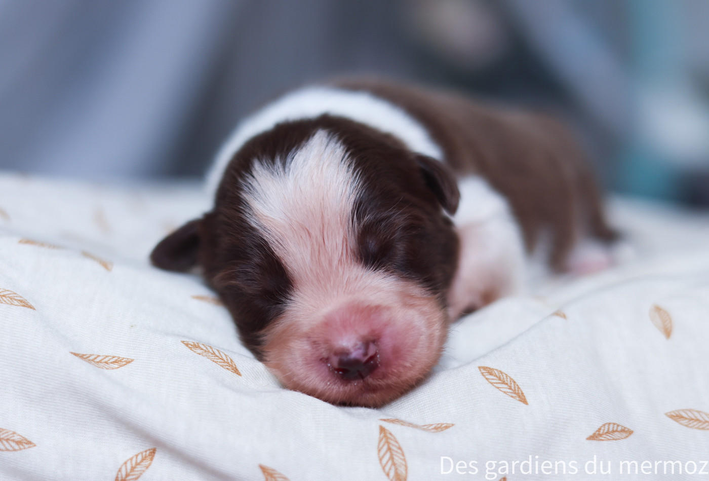 Des Gardiens Du Mermoz - Chiots disponibles - Berger Australien