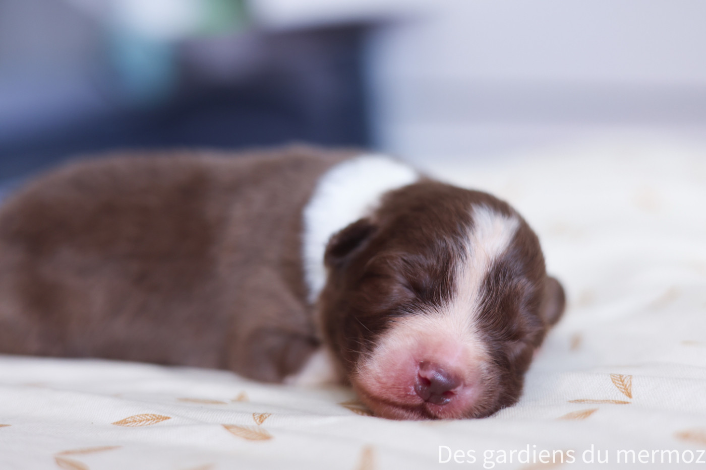 Des Gardiens Du Mermoz - Chiots disponibles - Berger Australien