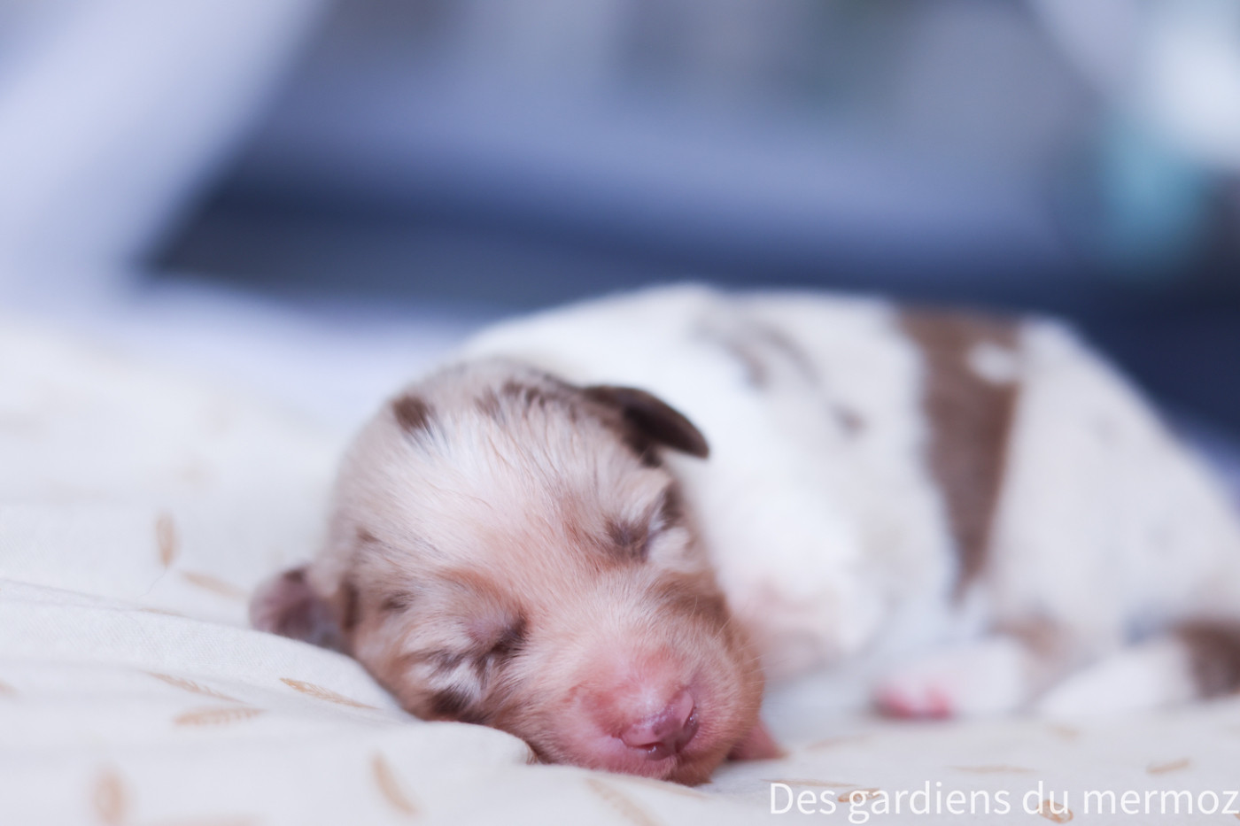 Des Gardiens Du Mermoz - Chiots disponibles - Berger Australien