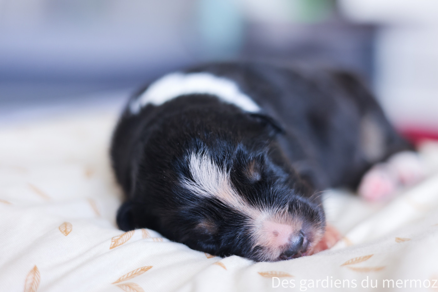 Des Gardiens Du Mermoz - Chiots disponibles - Berger Australien