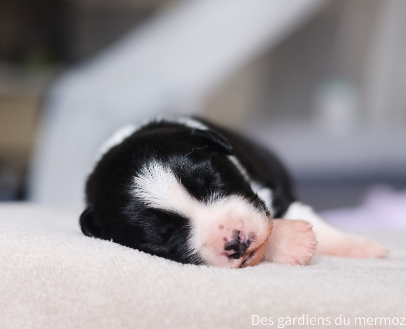 Des Gardiens Du Mermoz - Chiots disponibles - Berger Australien