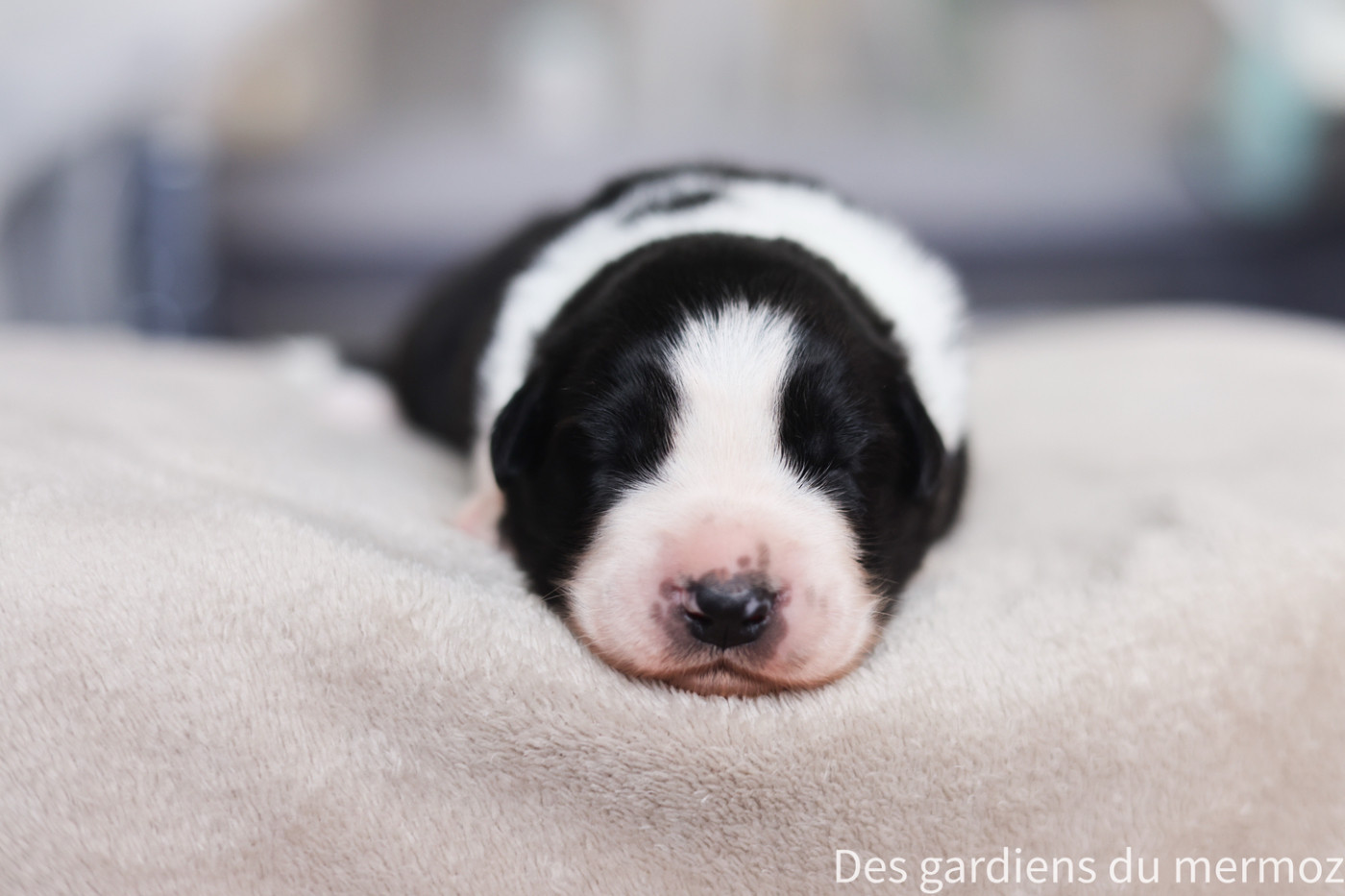 Des Gardiens Du Mermoz - Chiots disponibles - Berger Australien