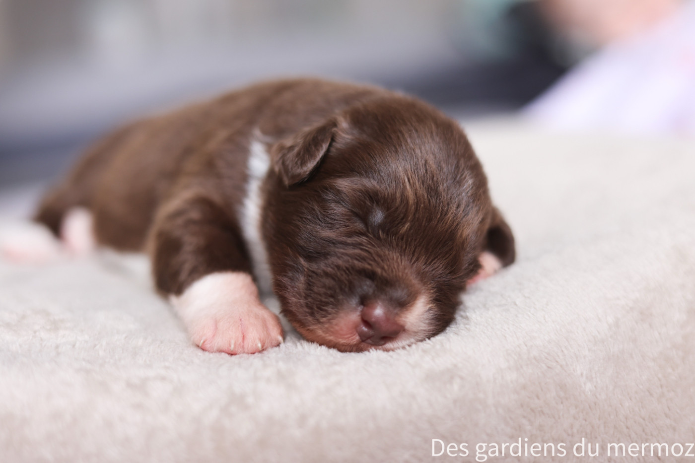 Des Gardiens Du Mermoz - Chiots disponibles - Berger Australien
