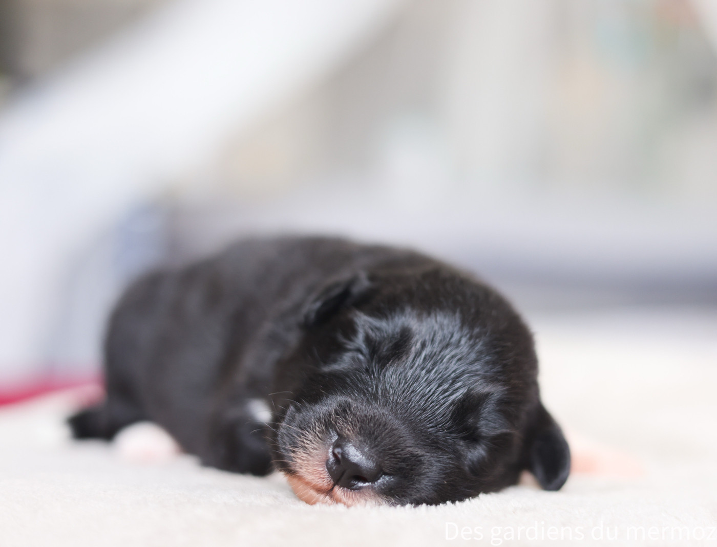 Des Gardiens Du Mermoz - Chiots disponibles - Berger Australien