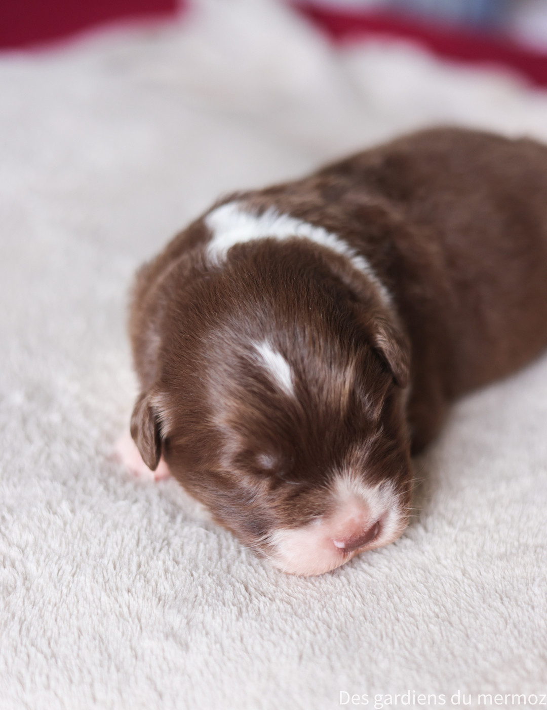 Des Gardiens Du Mermoz - Chiots disponibles - Berger Australien