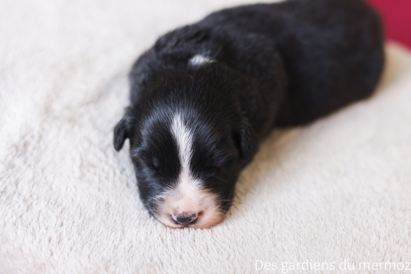 Des Gardiens Du Mermoz - Chiots disponibles - Berger Australien