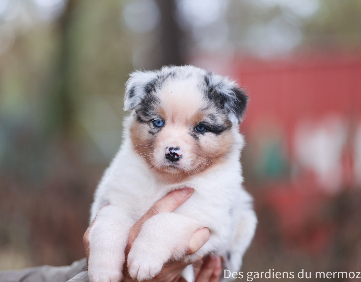 Des Gardiens Du Mermoz - Chiots disponibles - Berger Australien