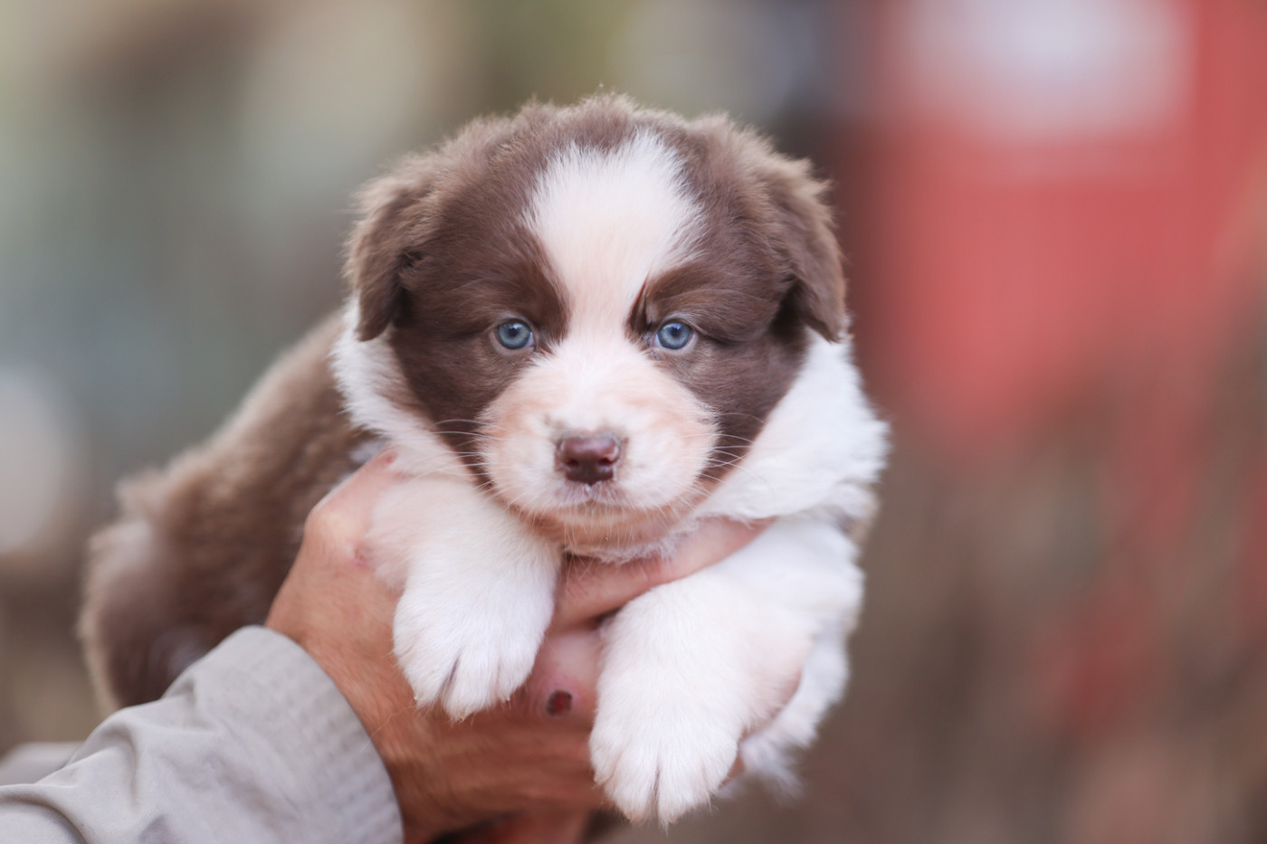 Des Gardiens Du Mermoz - Chiots disponibles - Berger Australien