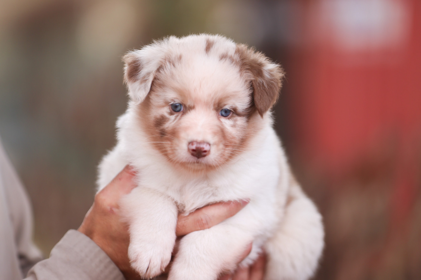 Des Gardiens Du Mermoz - Chiots disponibles - Berger Australien