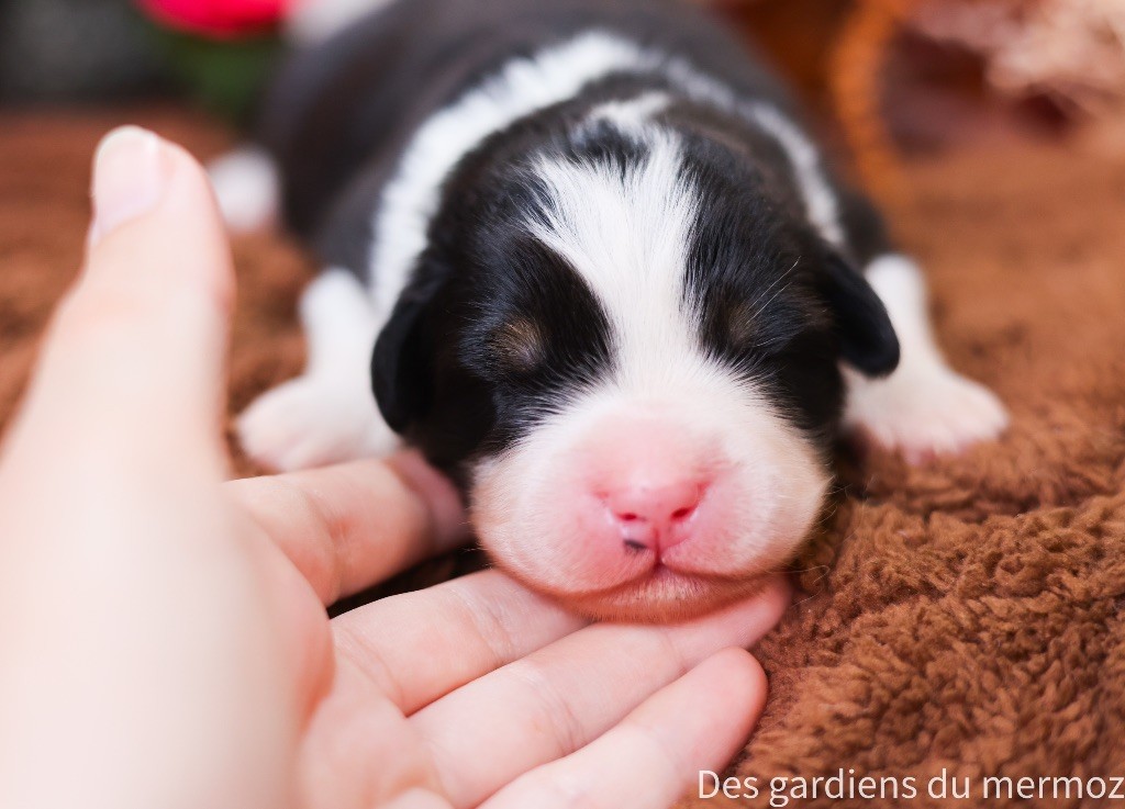 Des Gardiens Du Mermoz - Chiots disponibles - Berger Australien