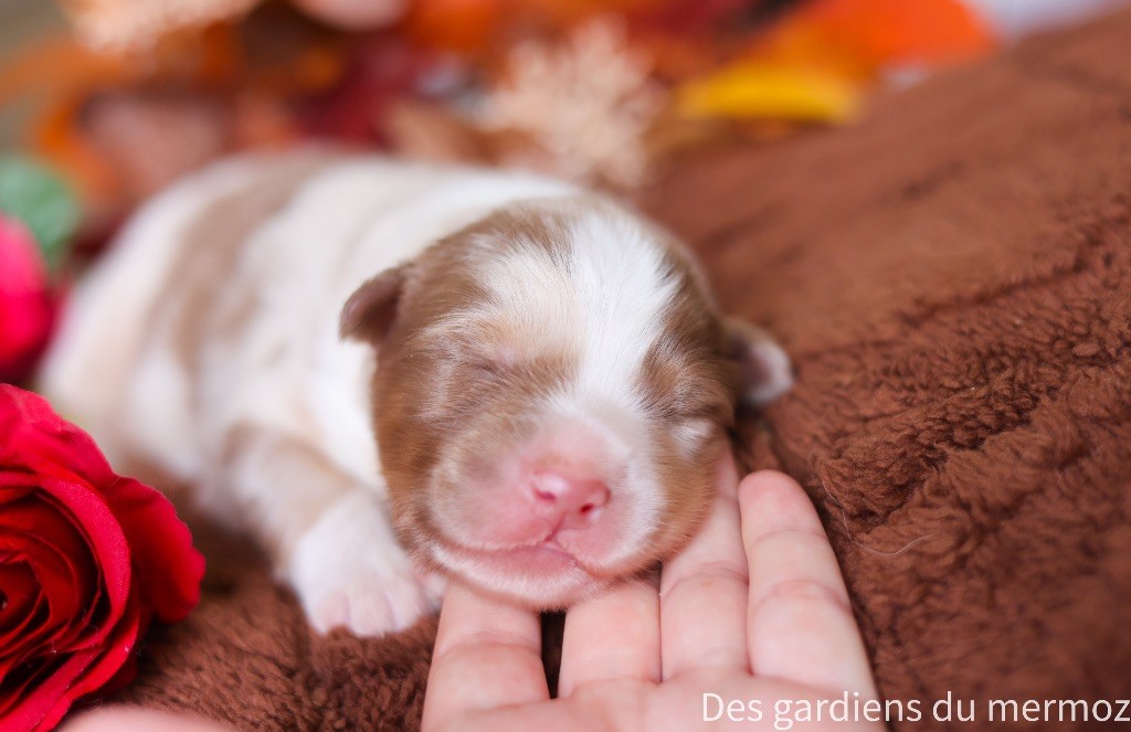Des Gardiens Du Mermoz - Chiots disponibles - Berger Australien