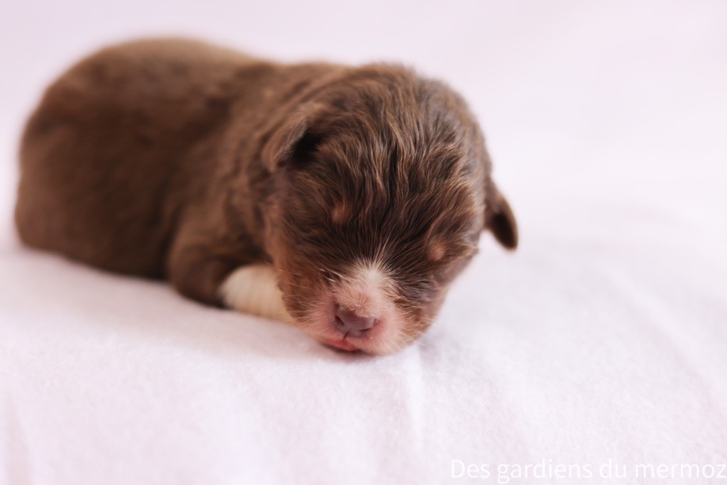 Des Gardiens Du Mermoz - Chiots disponibles - Berger Australien
