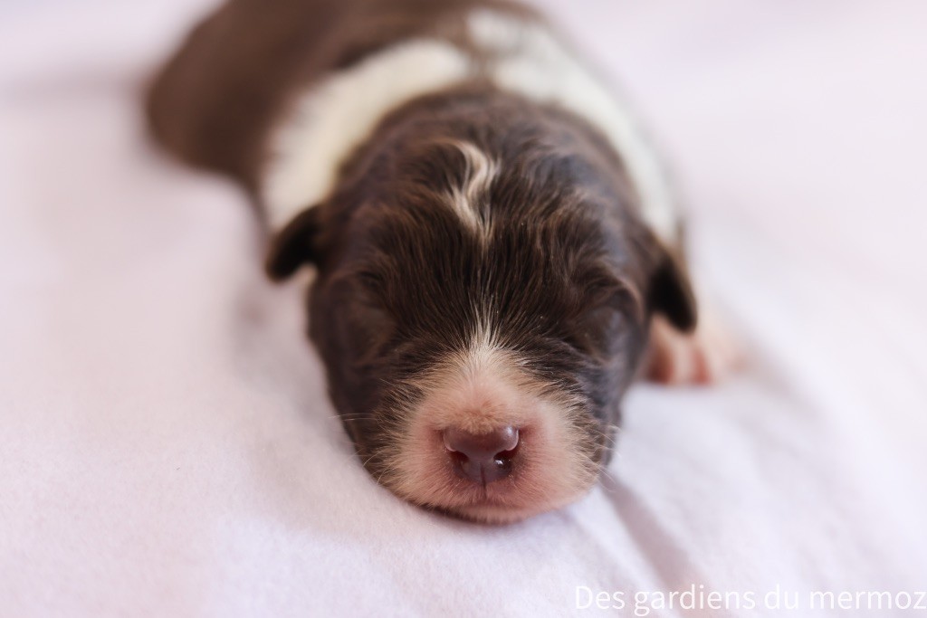 Des Gardiens Du Mermoz - Chiots disponibles - Berger Australien