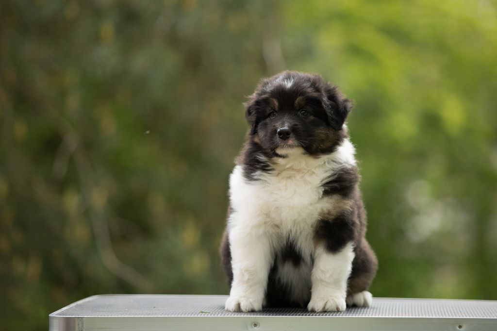 Des Gardiens Du Mermoz - Berger Australien - Portée née le 10/04/2021