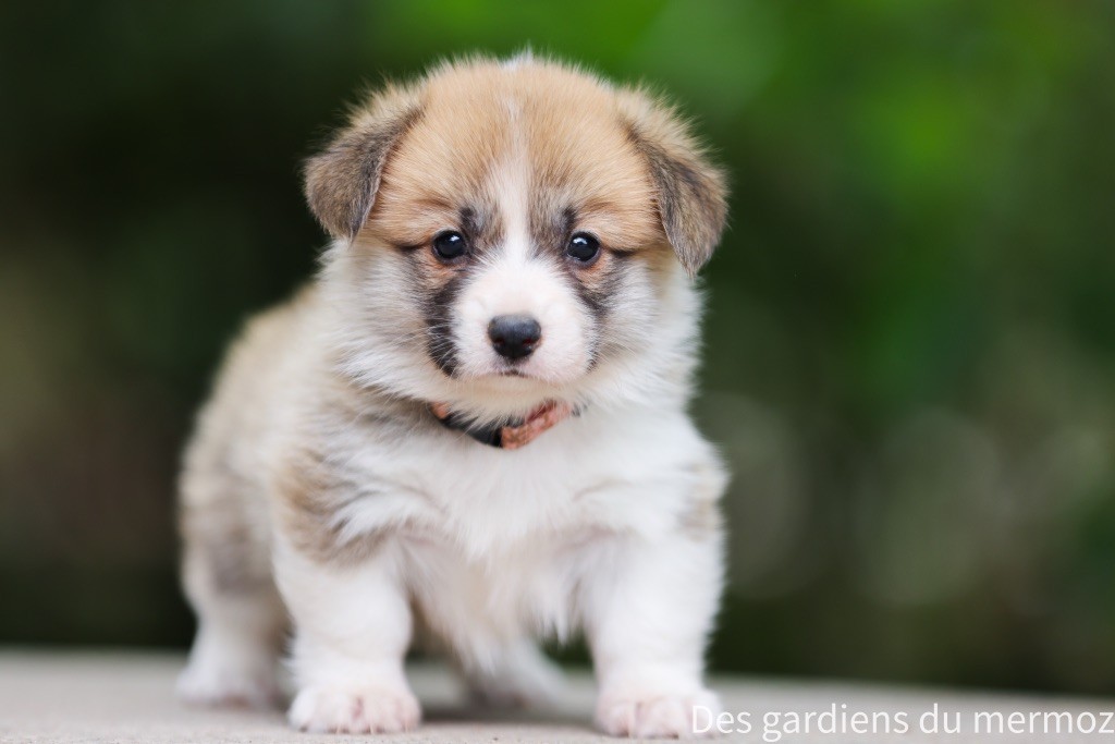 Des Gardiens Du Mermoz - Chiots disponibles - Welsh Corgi Pembroke