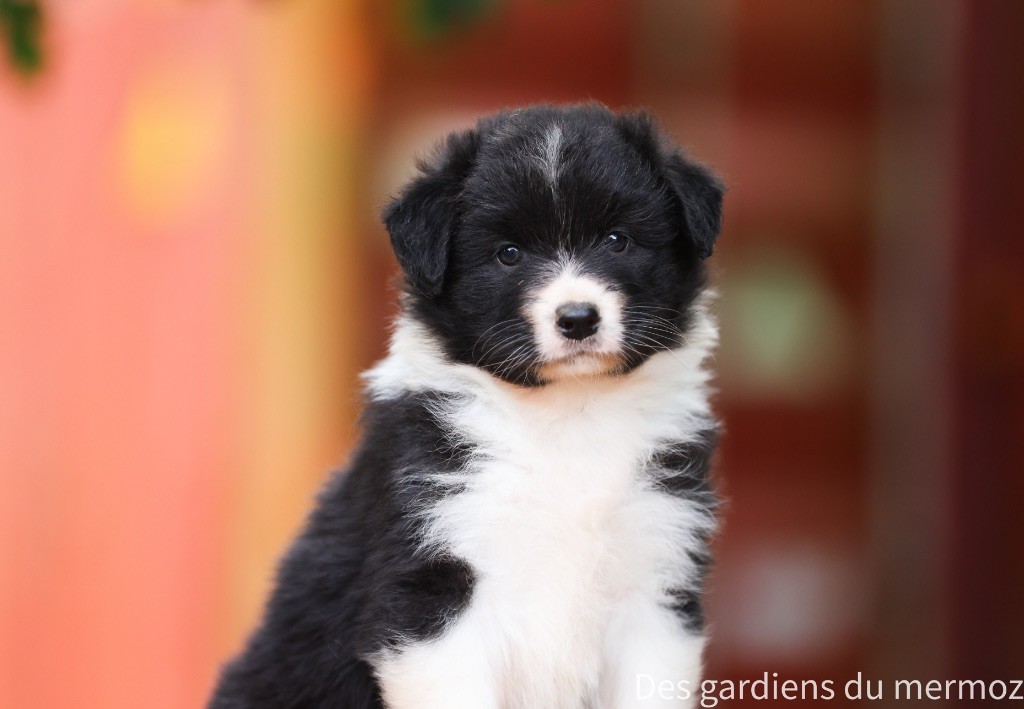 Des Gardiens Du Mermoz - Chiots disponibles - Berger Australien