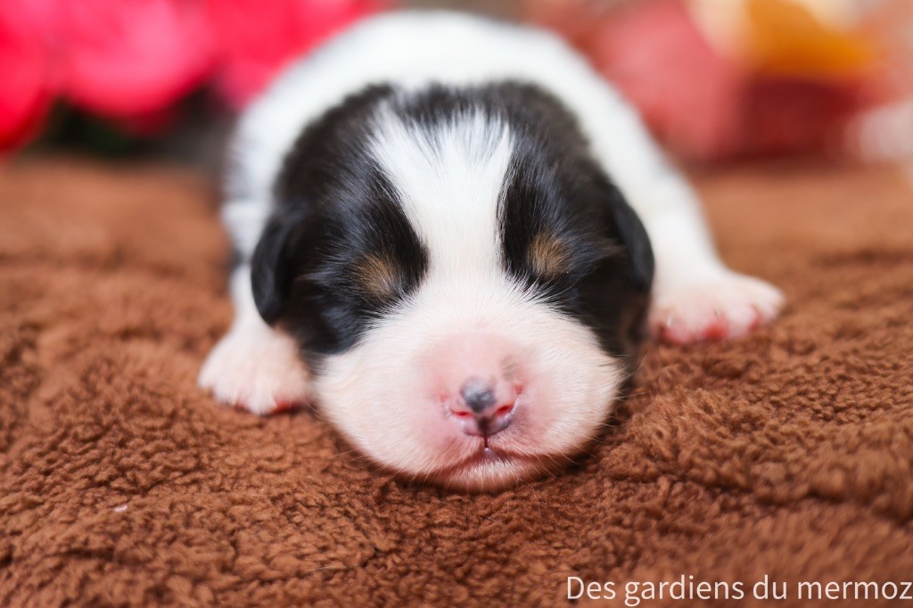 Des Gardiens Du Mermoz - Chiots disponibles - Berger Australien