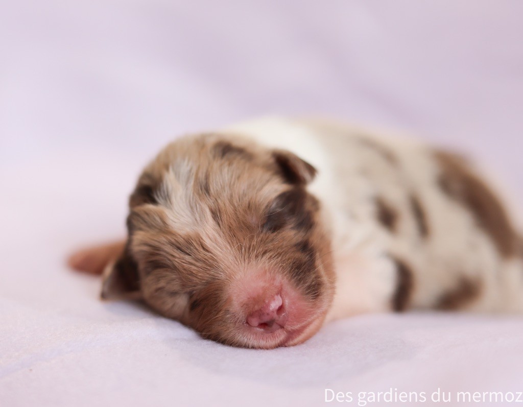 Des Gardiens Du Mermoz - Chiots disponibles - Berger Australien
