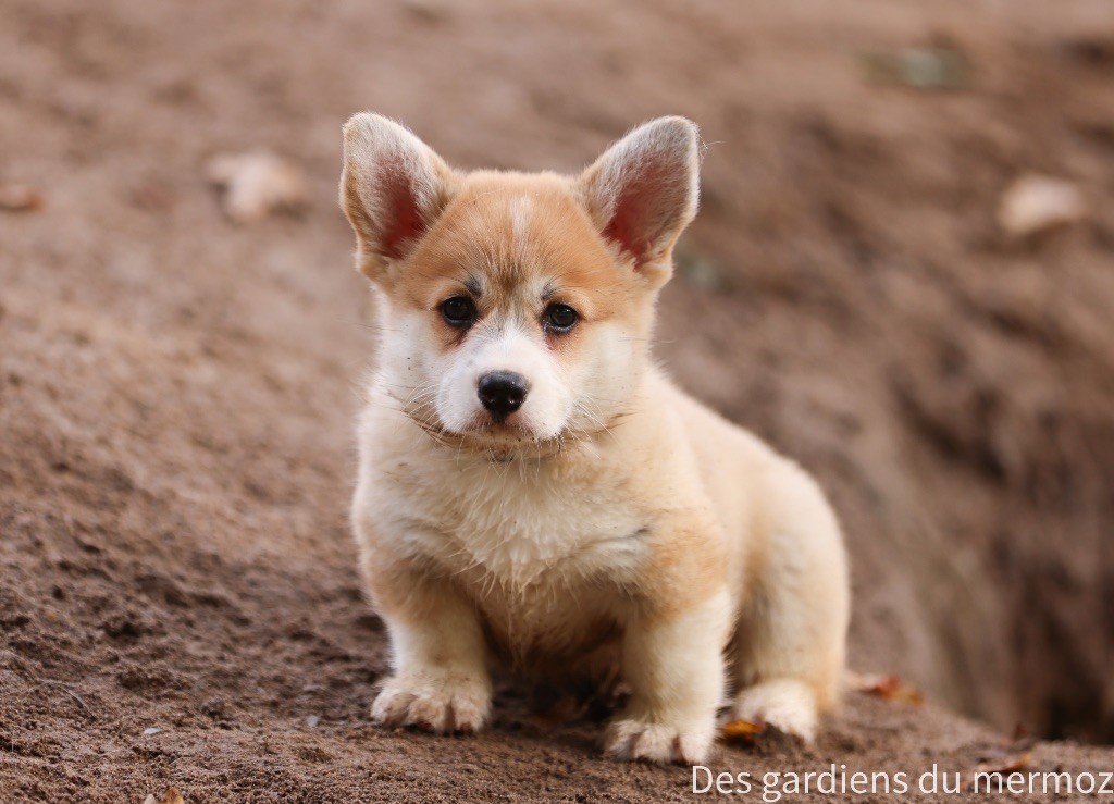 Des Gardiens Du Mermoz - Chiots disponibles - Welsh Corgi Pembroke