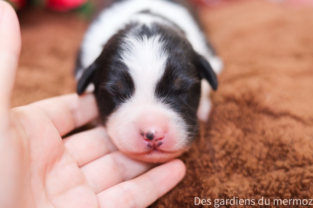 Des Gardiens Du Mermoz - Chiots disponibles - Berger Australien