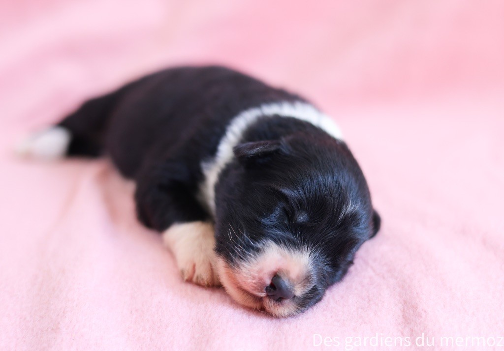 Des Gardiens Du Mermoz - Chiots disponibles - Berger Australien