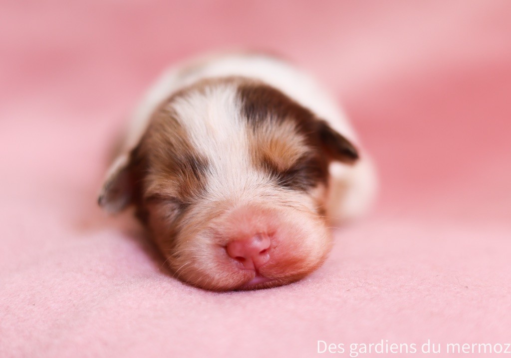 Des Gardiens Du Mermoz - Chiots disponibles - Berger Australien