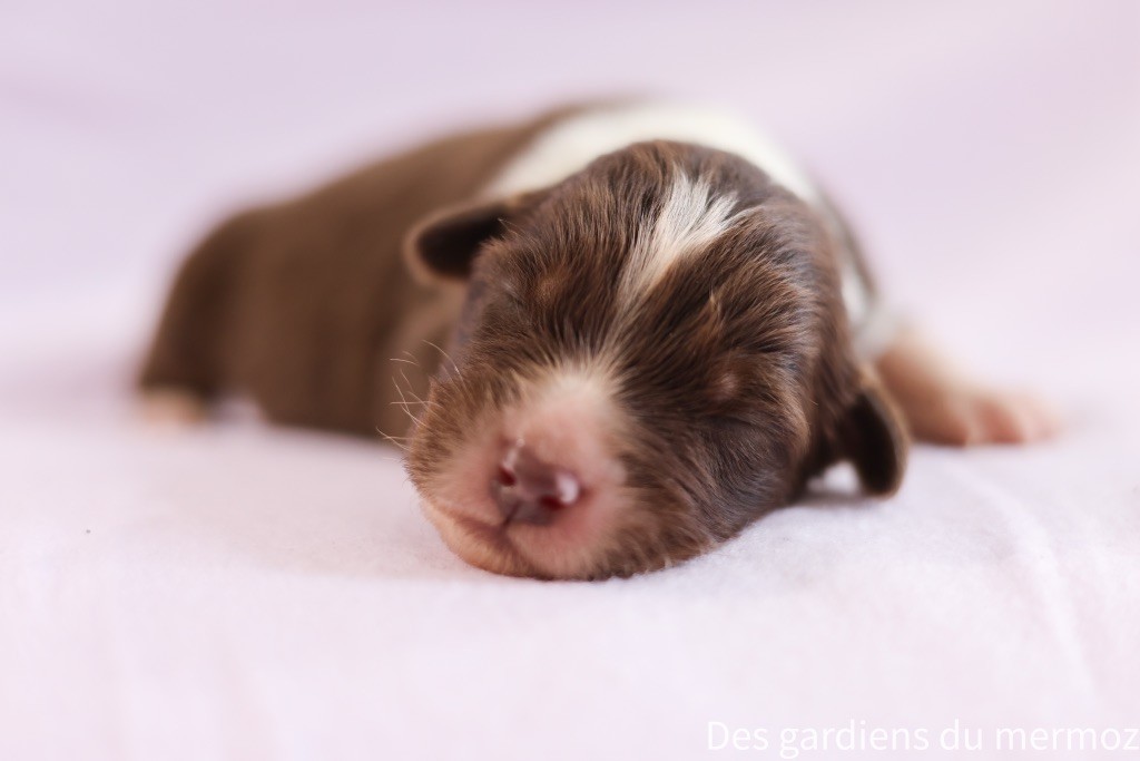 Des Gardiens Du Mermoz - Chiots disponibles - Berger Australien