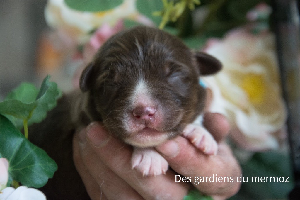 Des Gardiens Du Mermoz - Berger Australien - Portée née le 13/04/2023