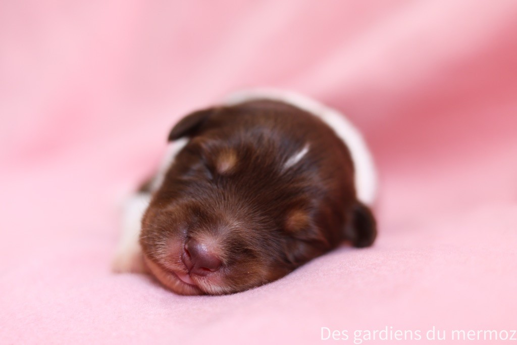 Des Gardiens Du Mermoz - Chiots disponibles - Berger Australien