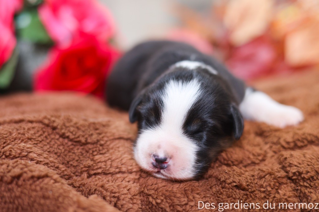 Des Gardiens Du Mermoz - Chiots disponibles - Berger Australien