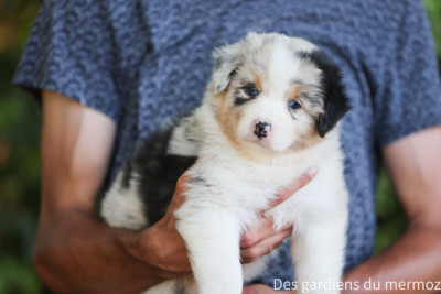bleu merle queue longue