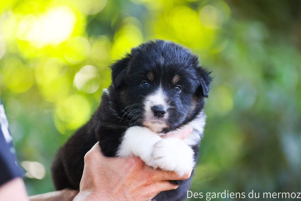 Des Gardiens Du Mermoz - Berger Australien - Portée née le 10/06/2025